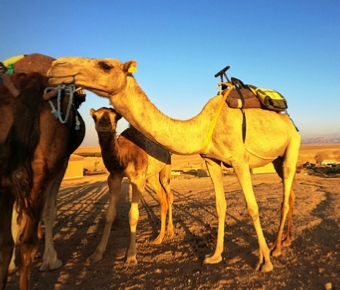 Marrakech Day Trip